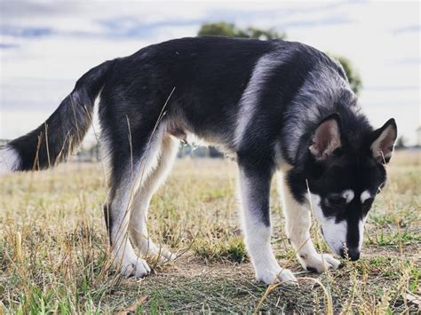 husky mixed shepherd|husky and shepherd mix mean.